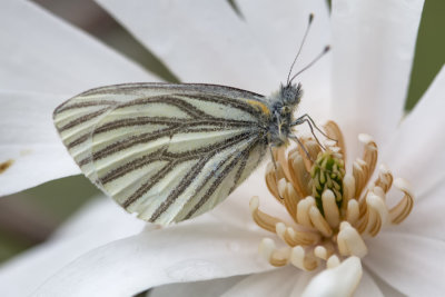 Piéride des crucifères / Mustard White (Pieris oleracea)