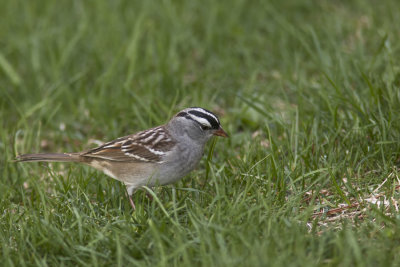 Bruant  couronne blanche / White-crowned Sparrow (Zonotrichia leucophrys)
