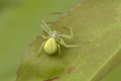 Thomise variable (Araigne-crabe) / Crab Spider (Misumena vatia)