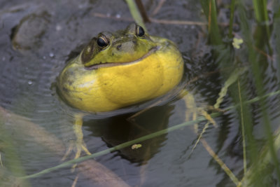 Grenouille verte / Northern Green Frog (Rana clamitans melanota)