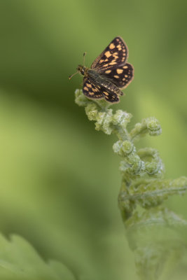Échiquier / Arctic Skipper (Carterocephalus palaemon)