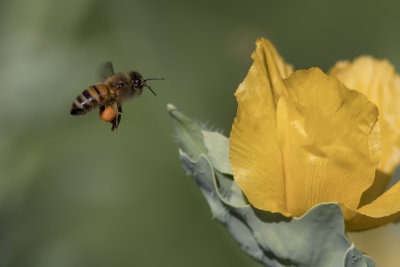 Abeille domestique / Honey Bee