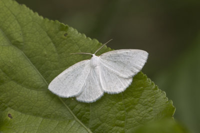 Vestal Moth (Cabera variolaria)