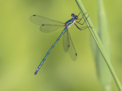 Leste dryade / Emerald Spreading (Lestes dryas)