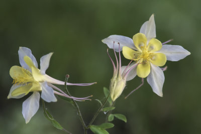 Ancolie  fleurs jaunes / Yellow Queen (Aquilegia chrysanthan)