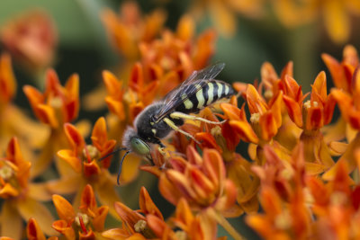 Gupe fouisseuse ou gupe de sable / Common Sand Wasp (Bembix americana)