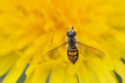 Syrphe / Hoverfly (Toxomerus marginatus)