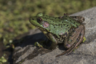 Grenouille verte / Northern Green Frog (Rana clamitans melanota)