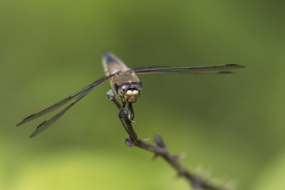 Libellule quadrimacule / Four-spotted Skimmer (Libellula quadrimaculata)