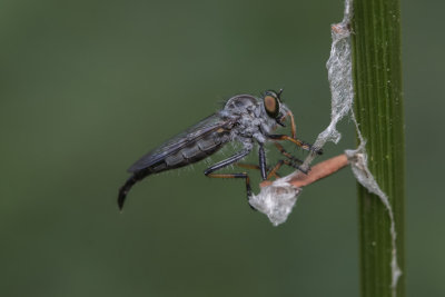 Mouche asilide / Robber Fly (Machimus sp.?)