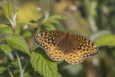 Argynne cybèle / Great Spangled Fritillary (Speyeria cybele)