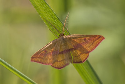Géomètre / Chickweed Geometer (Haematopis grataria)