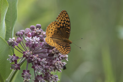 Argynne cyble / Great Spangled Fritillary (Speyeria cybele)