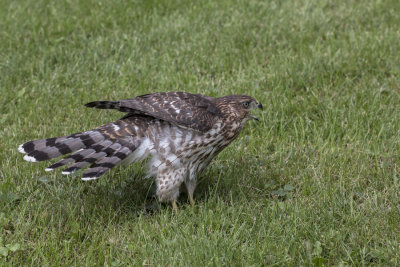 pervier de Cooper / Cooper's Hawk (Accipiter cooperii)