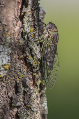 Cigale caniculaire / Dog-day cicada (Tibicen canicularis)