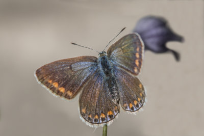 Bleu nordique / Northern Blue female (Plebejus idas)