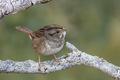 Bruant  gorge blanche / White-throated Sparrow juvenile (Zonotrichia albicollis)