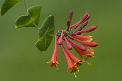 Chvrefeuille grimpant / Honeysuckle (Lonicera 'Dropmore Scarlet')