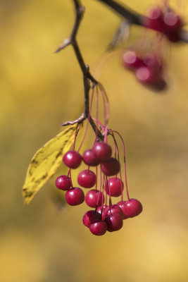 Cerisier de Pennsylvanie (petit merisier) / Pin Cherry (Prunus pensylvanica)