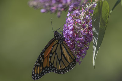 Monarque / Monarch (Danaus plexippus)