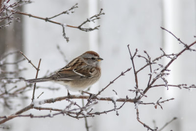 Bruant hudsonian / American Tree Sparrow (Spizella arborea)