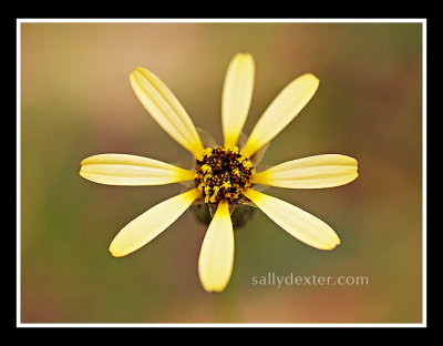 yellow flower