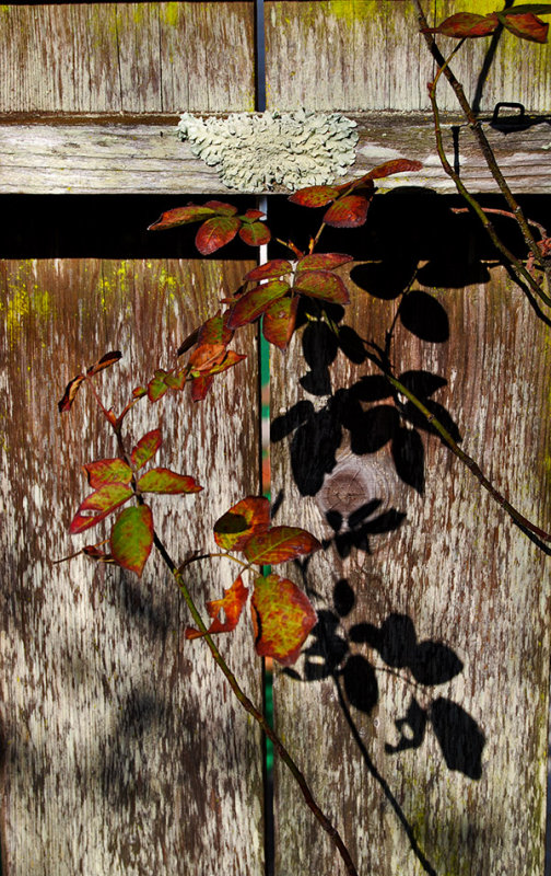 Rose Leaves and Lichen7126