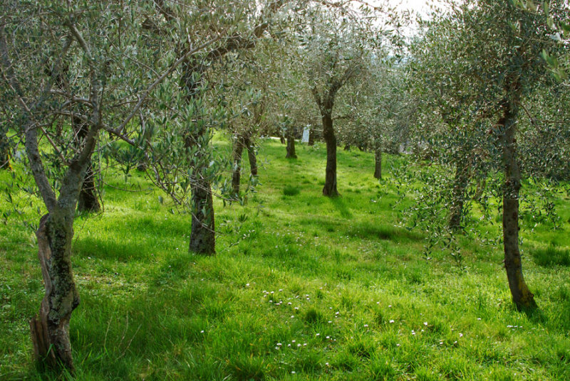 Olive Trees7573