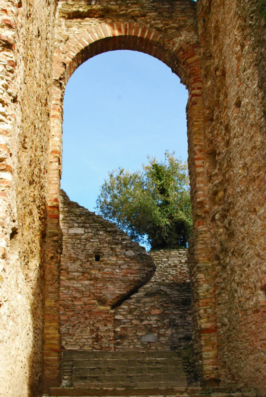 Olive Tree7563