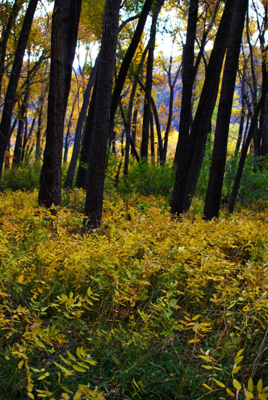Fall Color0192