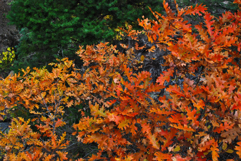 Oak Leaves0290