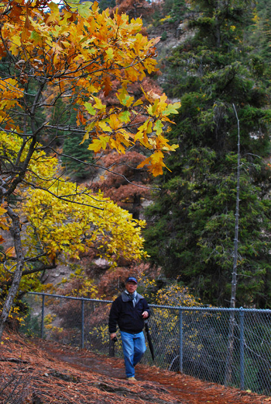 Colorado Gold0299