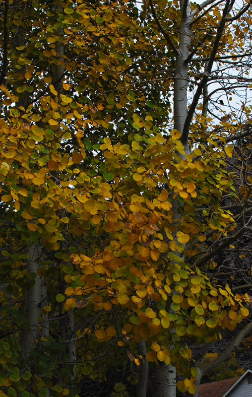 Aspens0237