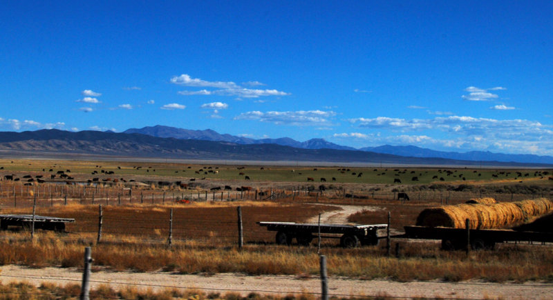 Cattle Country0009