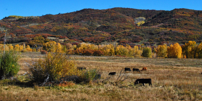 Cattle Grazing0359