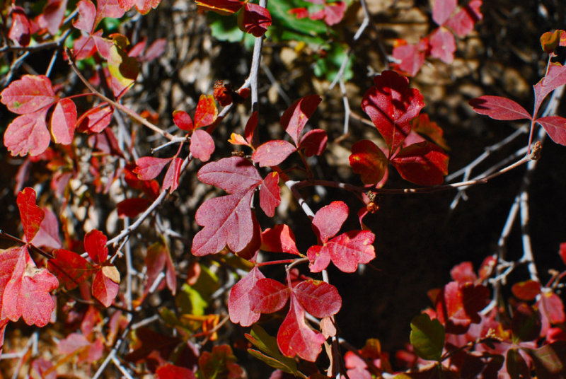 Red Leaves -- Poison Ivy?0378