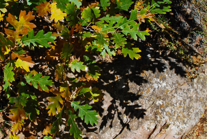 Gambel Oak Leaves0380