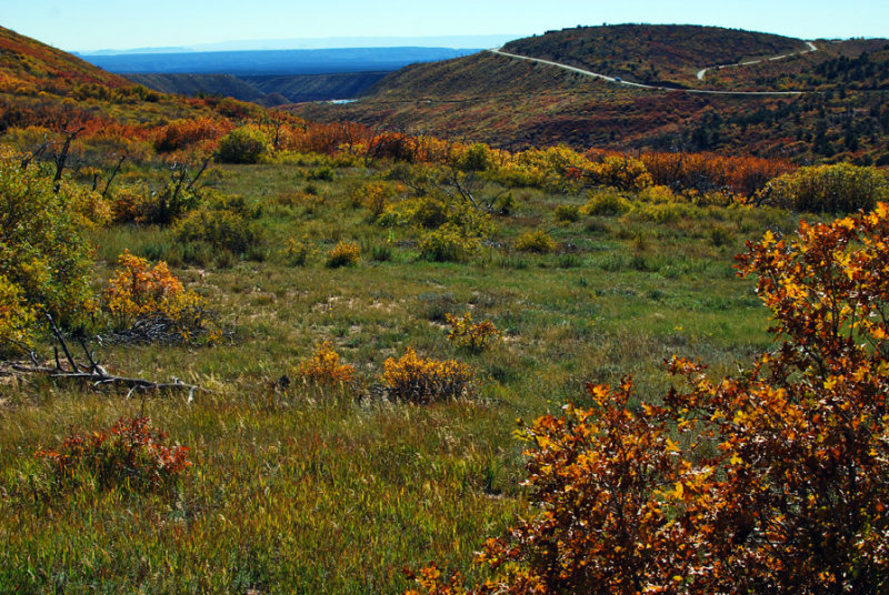 Gambel Oaks, Grasses and Sage Brush0437