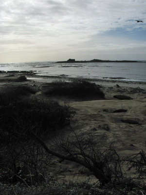 Ano Nuevo Island with Lighthouse Ruins6143