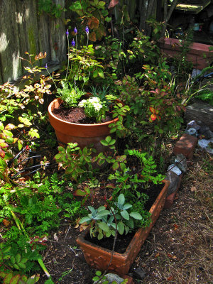 A little herb garden <br />8479