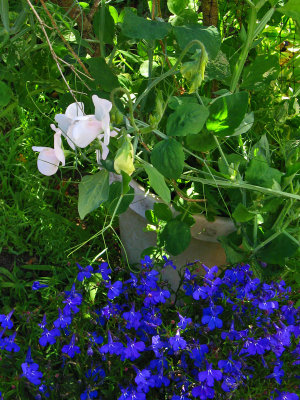 Sweet Peas in September<br />8606