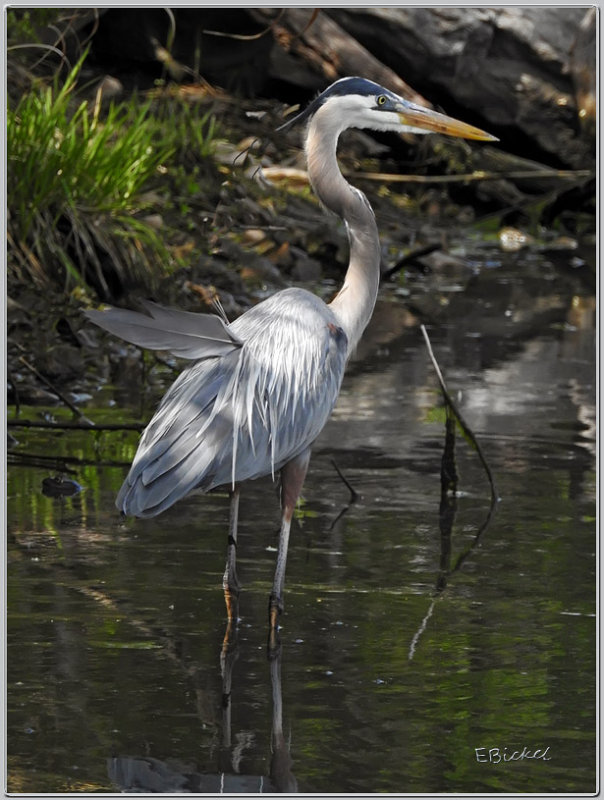 Great Blue Heron