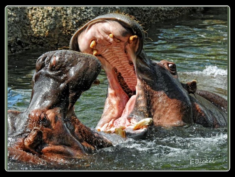 Hippo Encounter