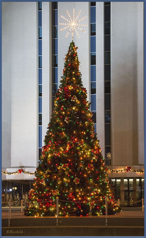 1st Day of Meteorologist Winter - The Mayors Christmas Tree 2015