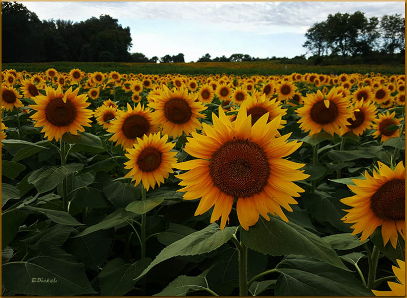 Sunflower Field 2016