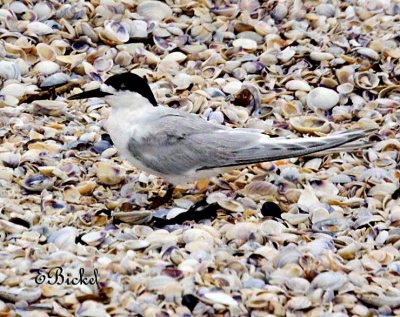 Arctic Tern