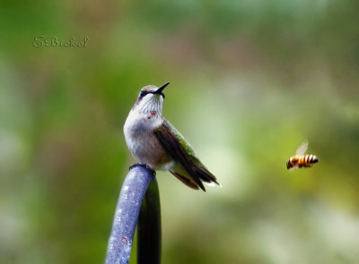 Bird & Bee