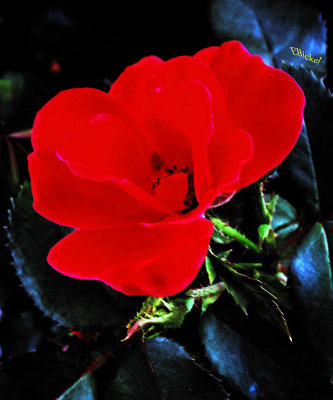 A Red Rose 2013