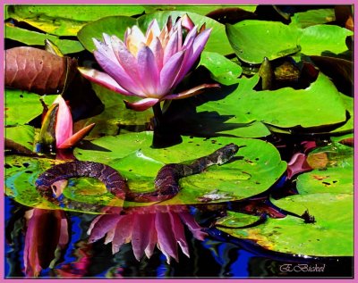 On the Lily Pond