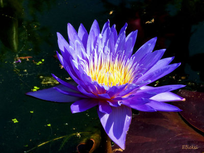 Water Lily 2013